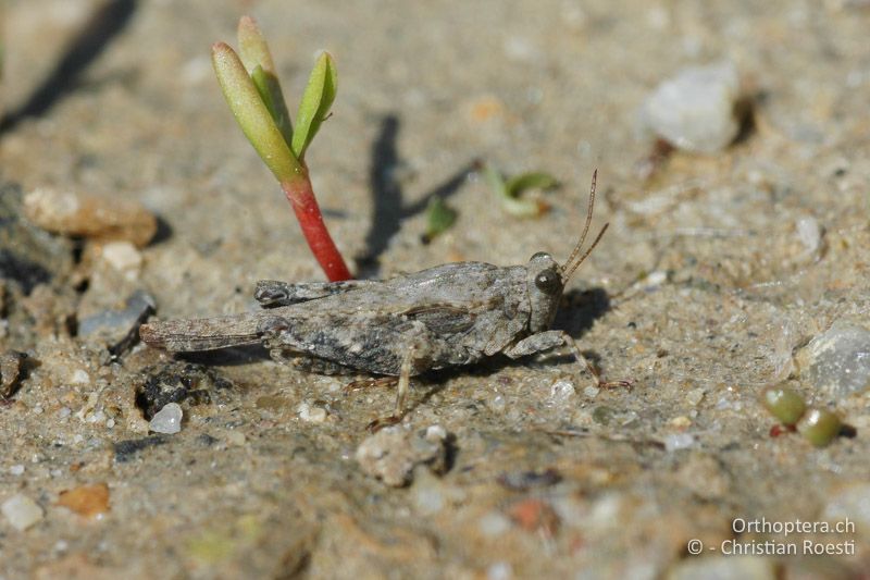 Tetrix bolivari ♂ - HU, Hidegség, Győr-Moson-Sopron, 03.05.2008