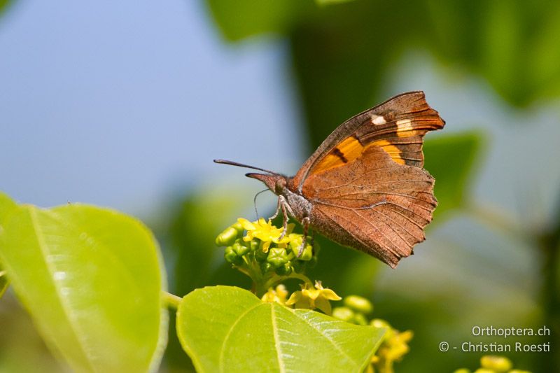 Zürgelbaum-Schnauzenfalter (Libythea celtis) - HR, Istrien, Galižana, 04.06.2014