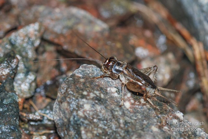 Eumodicogryllus bordigalensis ♂ - CH, TI, Castel-San-Pietro, 06.06.2008