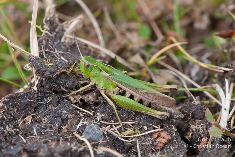 Omocestus viridulus ♀ - CH, SG, Gamserrugg, 05.09.2010