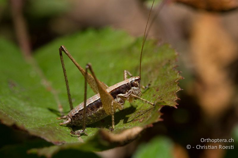 Yersinella raymondii ♂ - CH, TI, Mt. Caslano, 02.09.2013