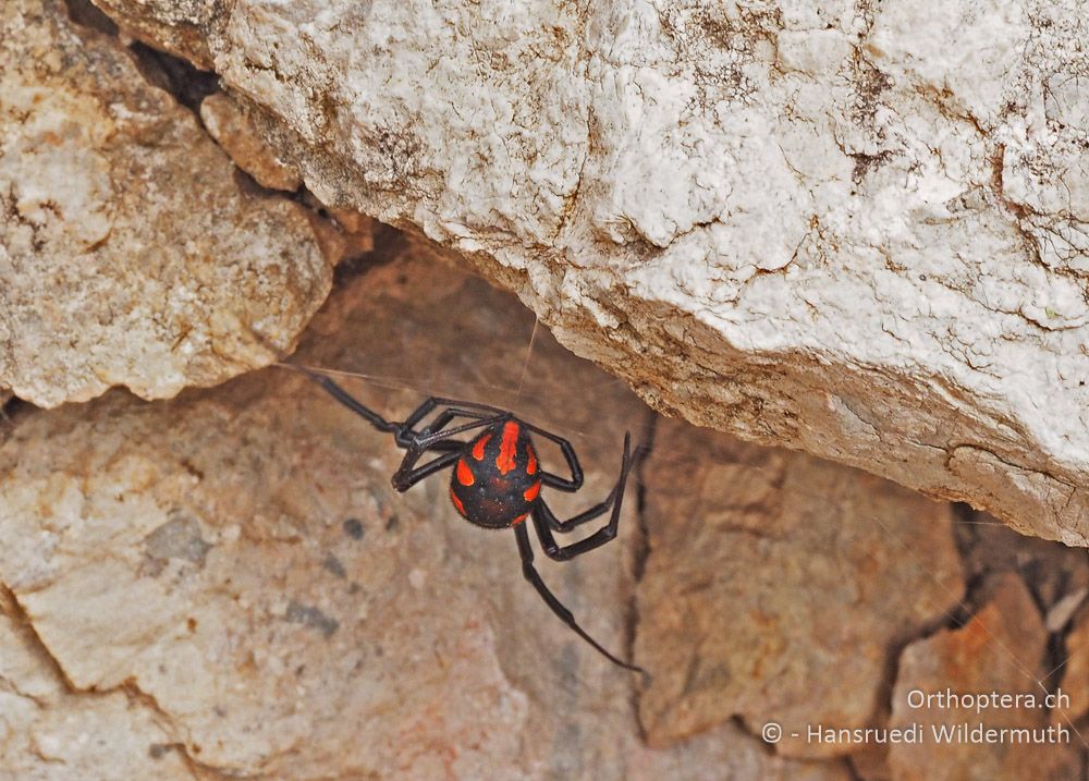 Latrodectus tredecimguttatus ♀ baut neues Gespinst - HR, Cres, Predošćica, 23.07.2015