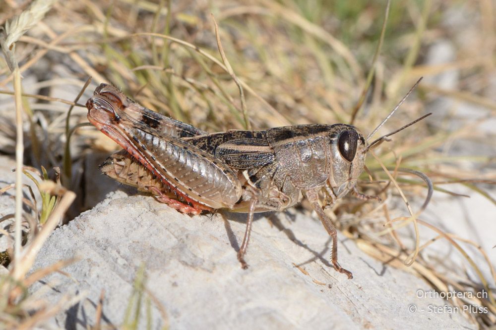 Paracaloptenus cristatus ♀ - HR, Istrien, Mala Učka, 21.07.2015