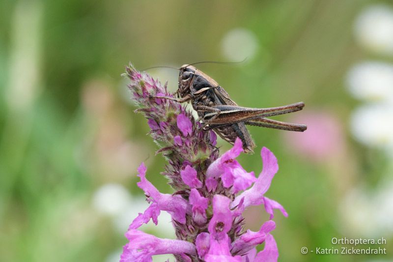 Männchen von Playtcleis (Montana) striata