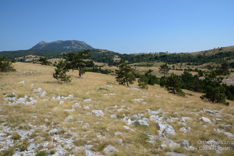 Karstlandschaft mit Paracaloptenus cristatus, Arcyptera microptera und Saga pedo - HR, Istrien, Učka-Gebirge, 21.07.2015