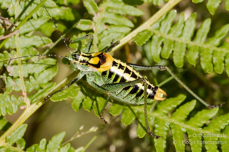 Poecilimon ornatus ♂ - GR, Ostmakedonien, Mt. Pangeon, 12.07.2012