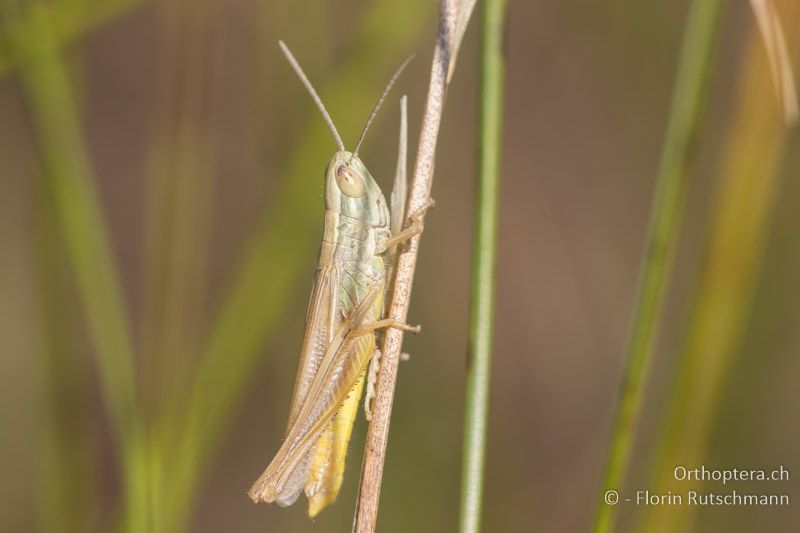 Euchorthippus pulvinatus ♂ - HU, Südliche Grosse Tiefebene, Kecskemét, 08.07.2016