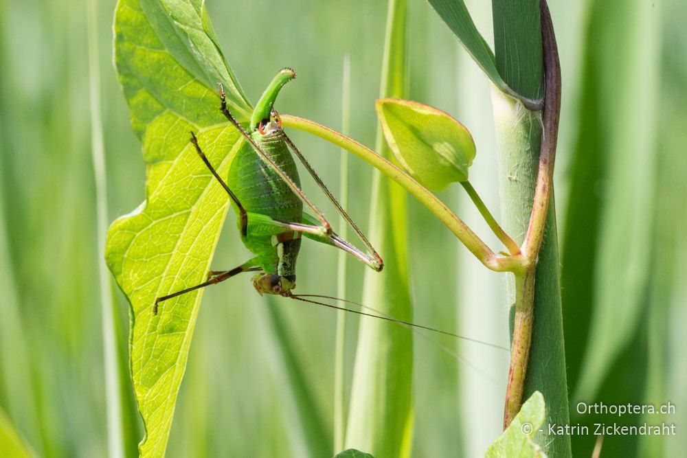 Hier wäre es eigentlich um Chrysochraon dispar giganteus gegangen, aber sie ist mir entwischt! deshalb wieder eine Barbitistes ocskayi Wiibe - HR, Istrien, Ponte Porton, 23.06.2016