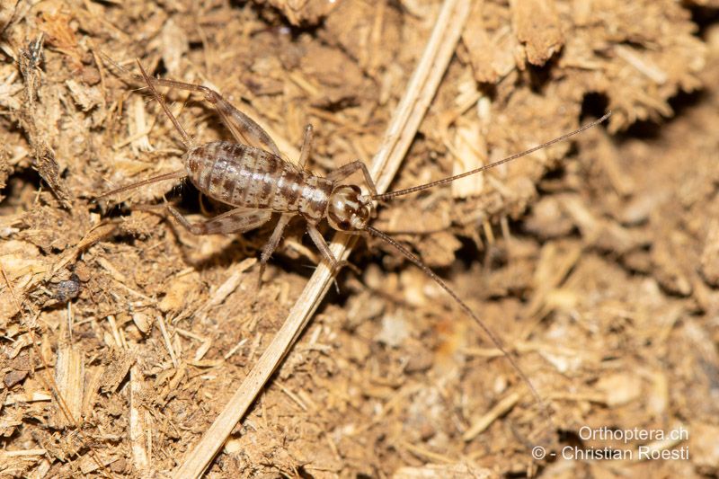 Mittelgrosse Larve von Gryllomorpha dalmatina ♂ - HR, Dalmatien, Gračac, 01.08.2021