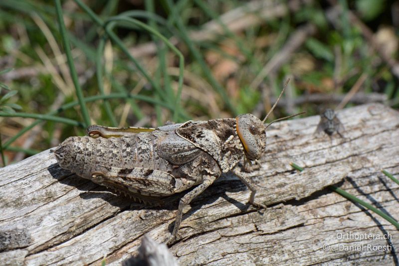 Steinschrecke Prionotropis hystrix azami ♀ - FR, Pic des Mouches, 06.07.2014