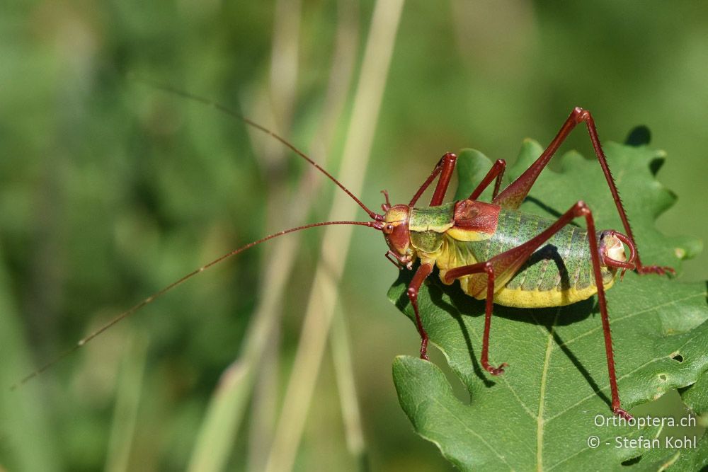 Laubholz-Säbelschrecke (Barbitistes serricauda) ♂ - AT, Niederösterreich, Eichkogl bei Mödling, 07.07.2018