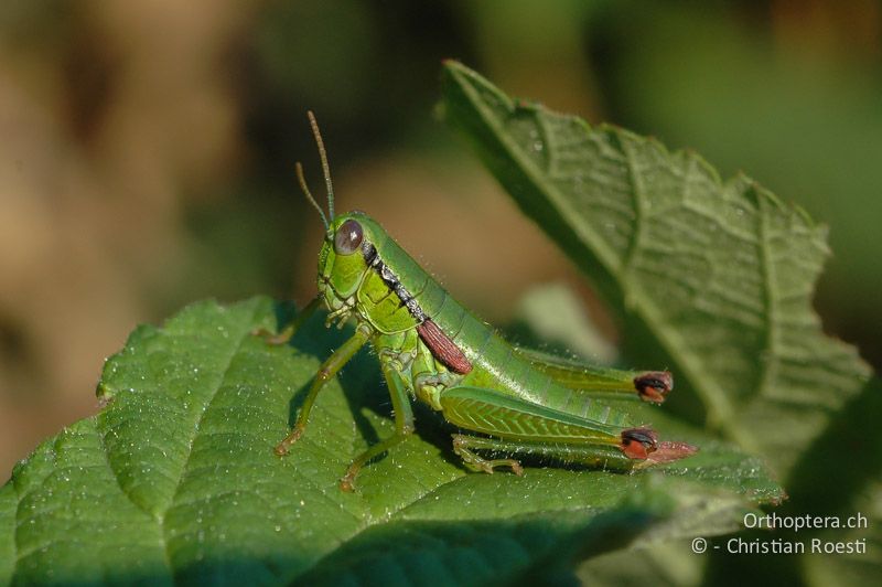 Odontopodisma decipiens insubrica ♀ - CH, TI, Meride, 12.09.2006