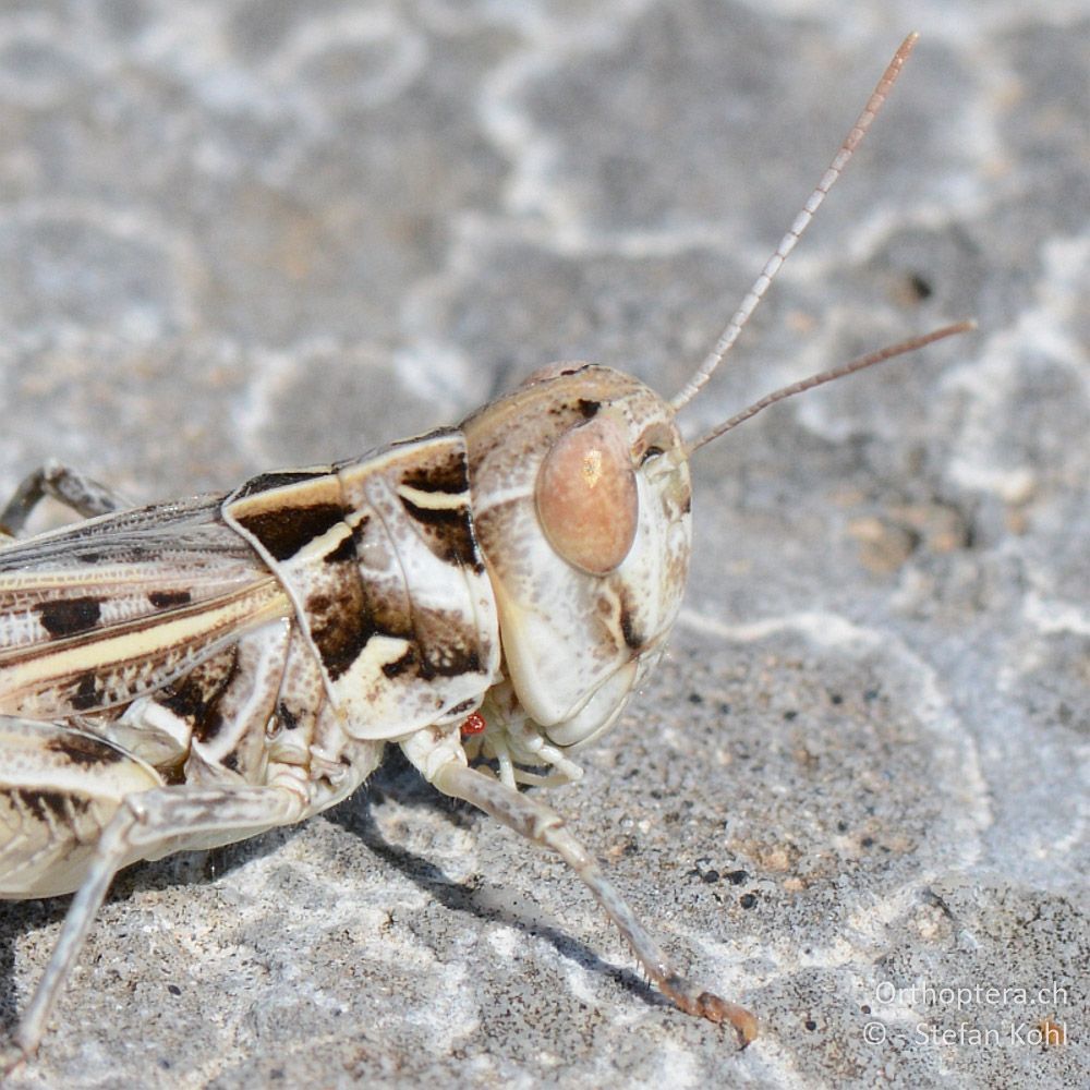 ♂ des Dociostaurus anatolicus - GR, Zentralmakedonien, Alistrati, 07.07.2013