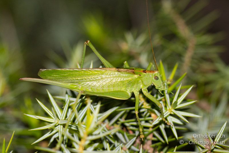 Tettigonia viridissima ♀ - GR, Rhodos, Kattavia, 20.05.2013