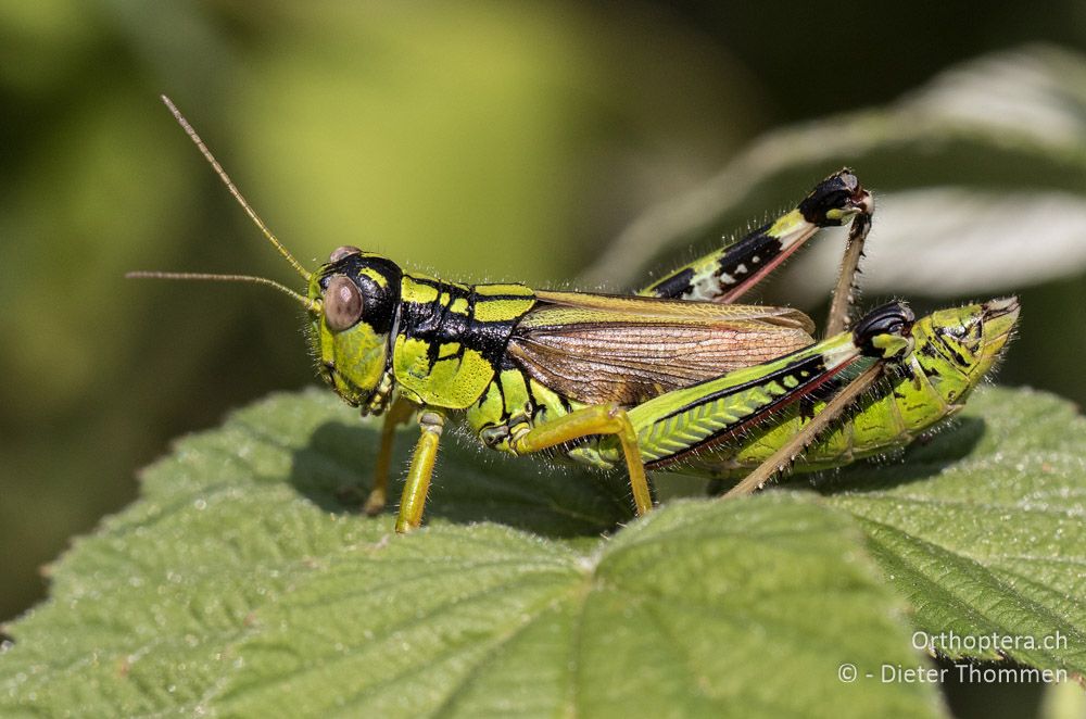 Miramella irena ♀ - HR, Istrien, Mala Učka, 20.07.2015