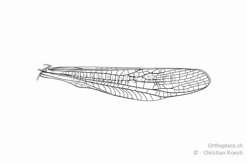 Linker Vorderflügel von Chorthippus mollis ♂ in natürlicher Stellung.