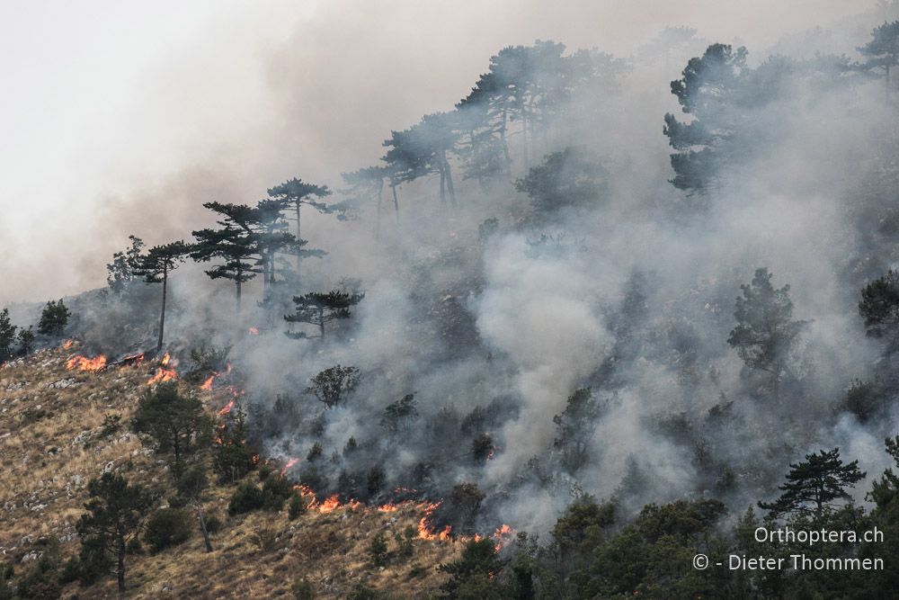 Waldbrand - HR, Istrien, Zagorje, 23.07.2015