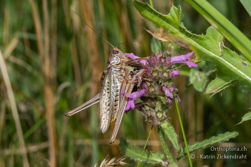 Heideschrecke (Gampsocleis glabra) ♂ - AT, Niederösterreich, Ebergassing, 08.07.2018