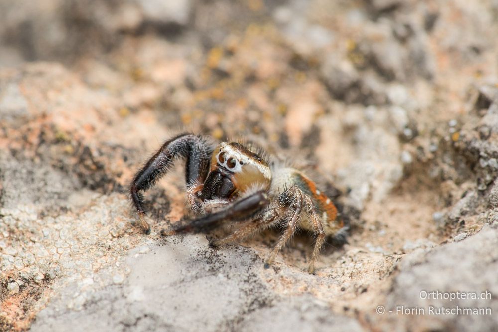 Springspinne - GR, Mittelgriechenland, Delfi, 08.06.2015