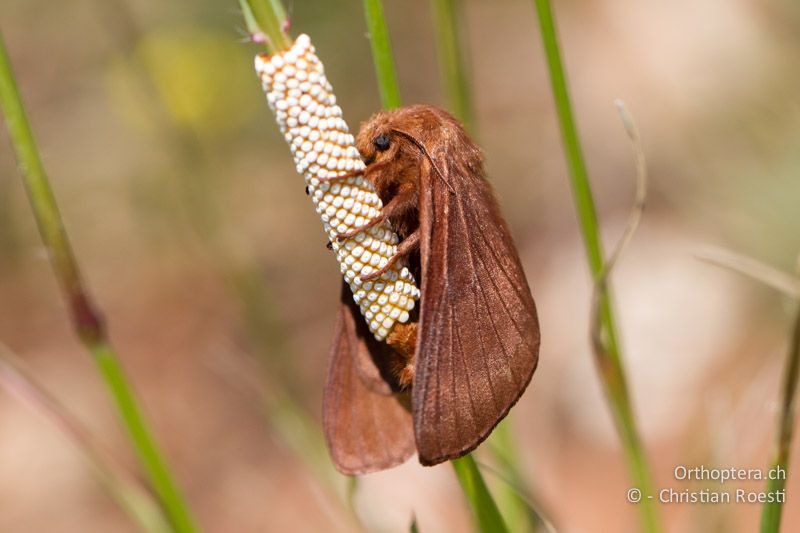 ♀ von Malacosoma franconica (oder ähnliche Art) bei der Eiablage - HR, Istrien, Galižana, 04.06.2014