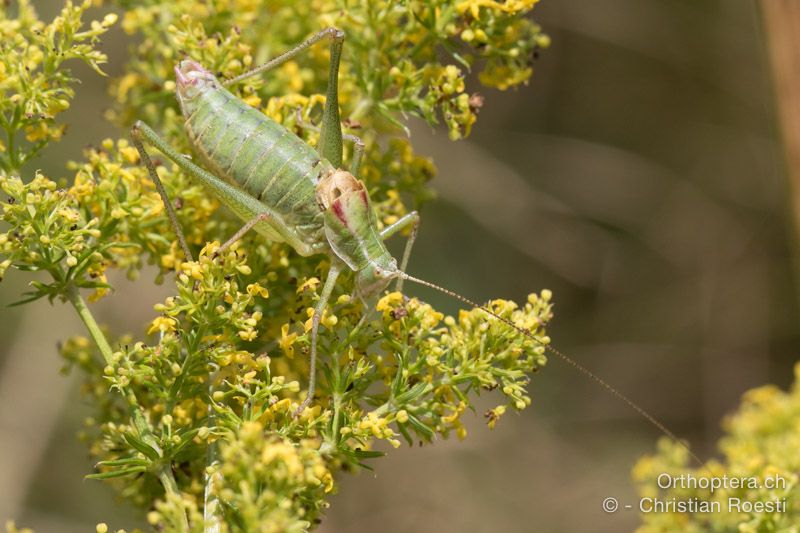 Poecilimon ampliatus ♂ - HR, Istrien, Brest, 25.07.2015