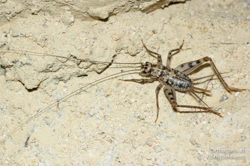 Stumme Grille (Gryllomorpha dalmatina) im letzen Larvenstadium ♀ - BG, Blagoewgrad, Melnik, 13.07.2018