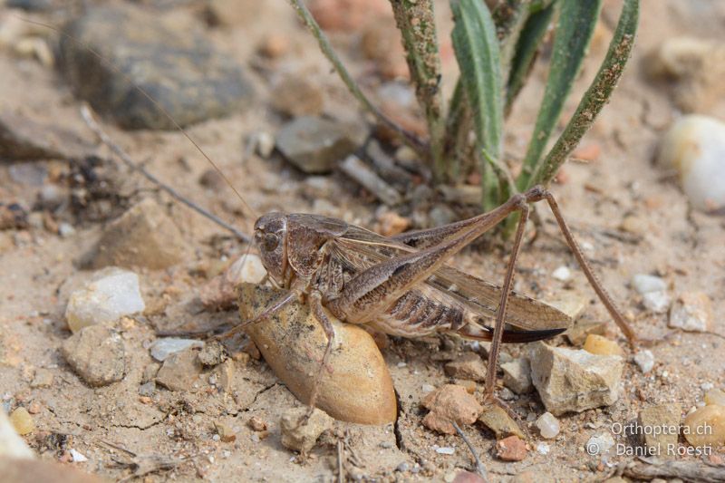 Platycleis affinis ♀ - GR, Camargue, St. Gilles, 10.07.2014