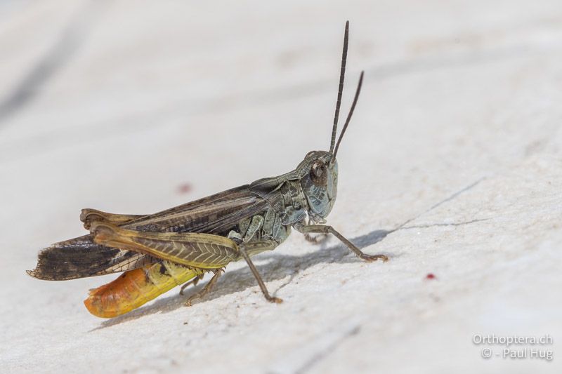 Chorthippus bornhalmi - GR, Ostmakedonien, Mt. Pangeon, 06.07.2017