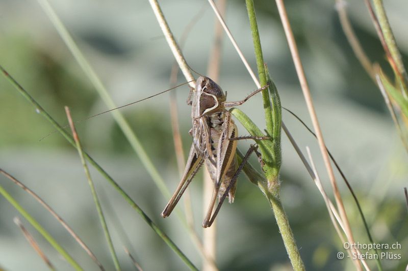 Modestana ebneri ♂ - GR, Westmakedonien, Pisoderi am Mt. Varnous, 12.07.2017