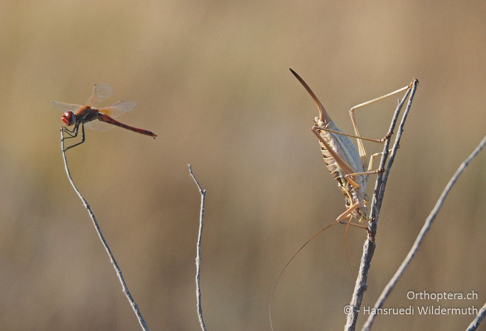 Sympetrum fonscolombii ♂ und Ephippiger discoidalis ♀ - HR, Istrien, Premantura, 22.07.2015