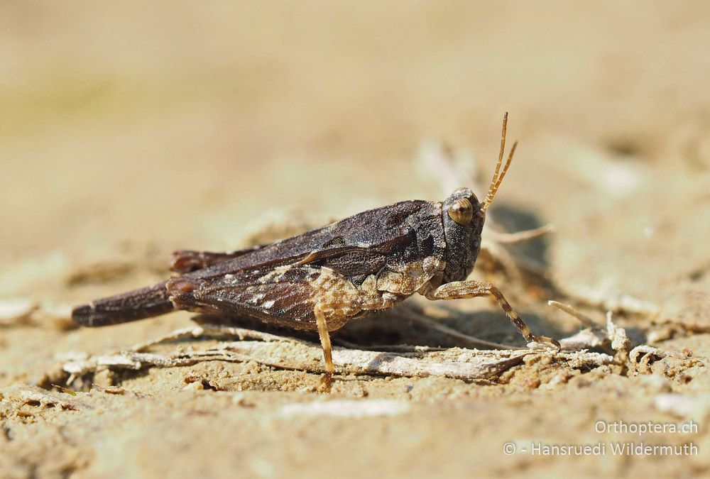 Tetrix ceperoi ♀ - HR, Istrien, Cerovlje, 22.07.2015