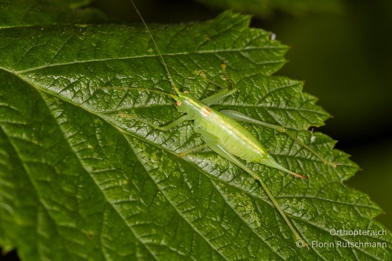 Meconema meridionale ♀ - CH, AG, Obersiggenthal, 21.09.2013