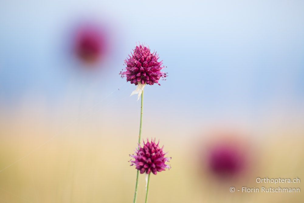 Kugelköpfiger Lauch (Allium sphaerocephalon) - HR, Istrien, Brest, 25.07.2014