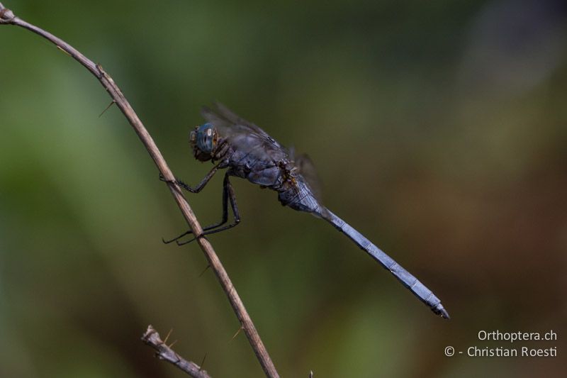 Orthetrum sp. ♂ - SA, Limpopo, Mutale, Pafuri River Camp, 04.01.2015