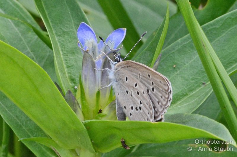 Kreuzenzian-Ameisenbläuling (Maculinea rebeli) bei der Eiablage - HR, Istrien, Račja Vas, Dol, 24.07.2015