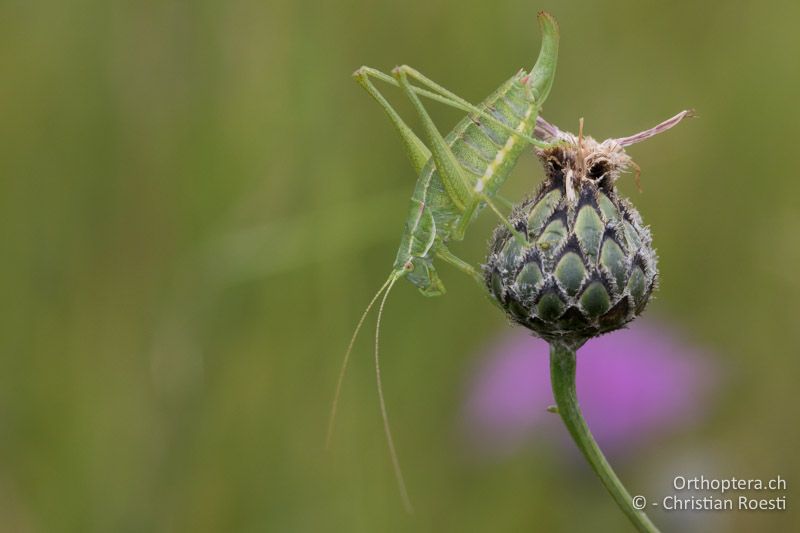 Poecilimon intermedius ♀ - AT, Niederösterreich, Ebergassing, 09.07.2016