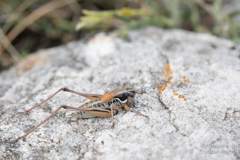 Anterastes serbicus ♂ - BG, Blagoewgrad, Bergwiese bei Pass nach Pirin, 12.07.2018