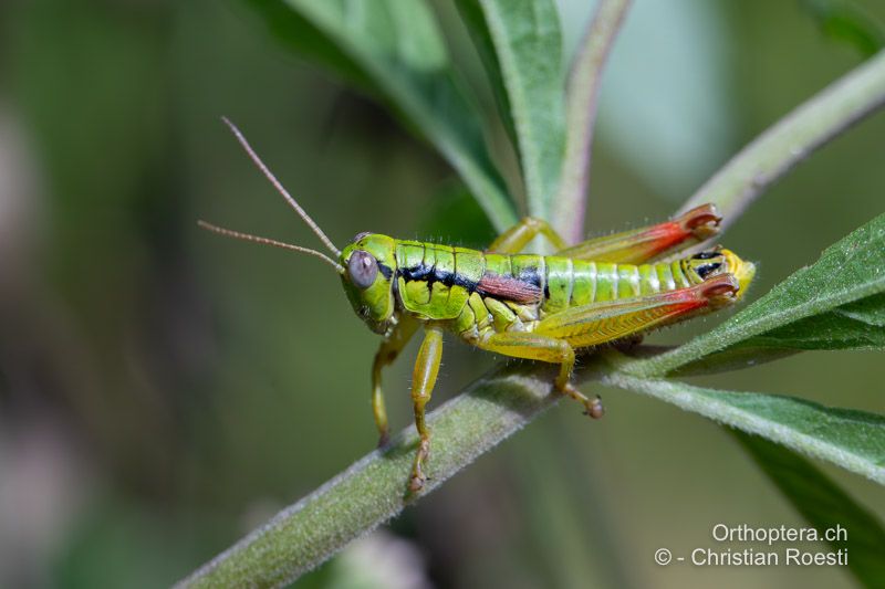 Pseudopodisma fieberi ♂ - HR, Dalmatien, Otric, 01.08.2022