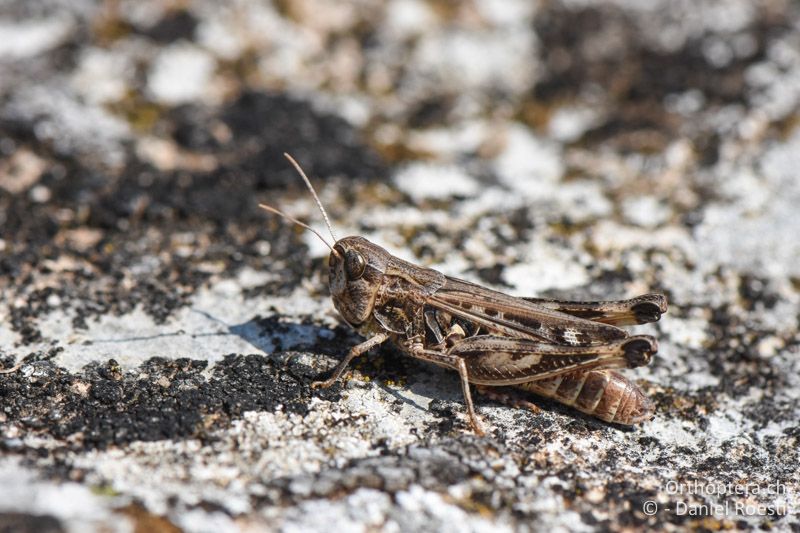 Stenobothrus graecus ♀ - BG, Chaskowo, Matochina, 09.07.2018