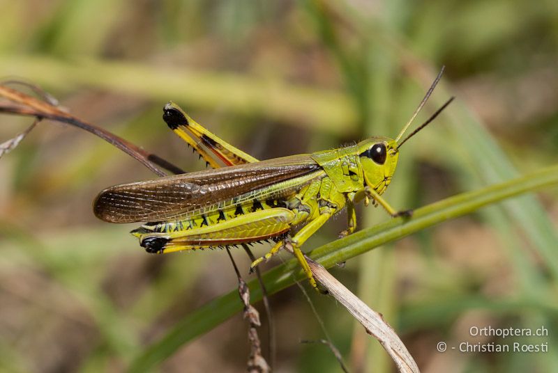 Stethophyma grossum ♂ - CH, VD, Cudrefin, 25.07.2008