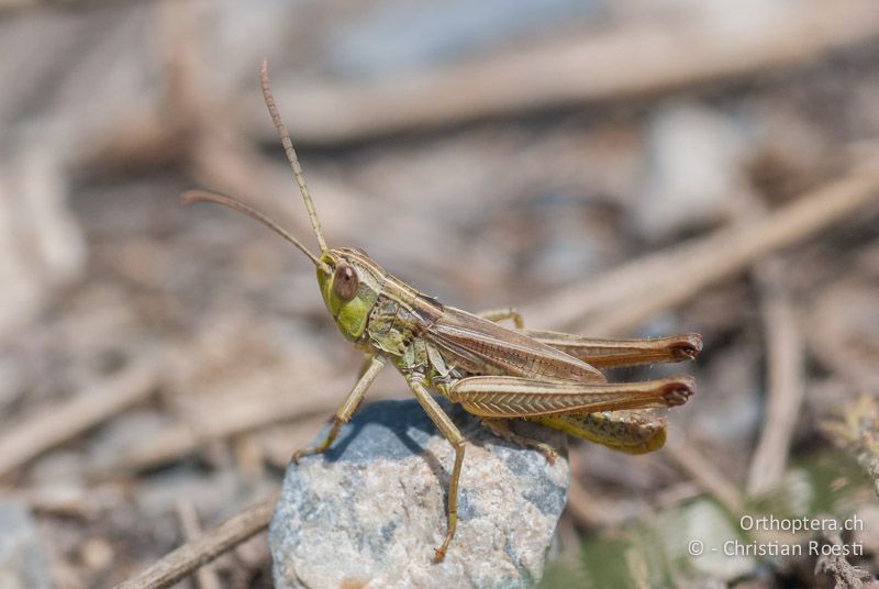 Pseudochorthippus parallelus ♂, seltene, strohgelbe Farbvariante - AT, Burgenland, Apetlon, Lange Lacke, 28.06.2008