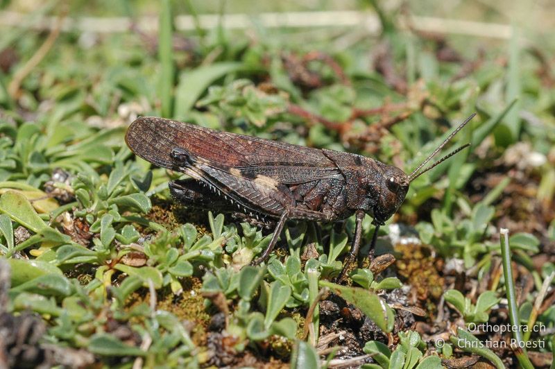 Psophus stridulus ♂ - FR, Isère, Corps, 05.09.2007