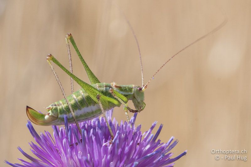 Leptophyes albovittata - GR, Westmakedonien, Klidi, 12.07.2017