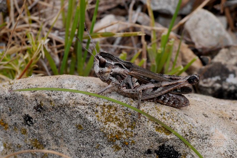 Gezeichneter Grashüpfer (Stenobothrus grammicus) ♀ - FR, Mont Ventoux, 04.07.2014