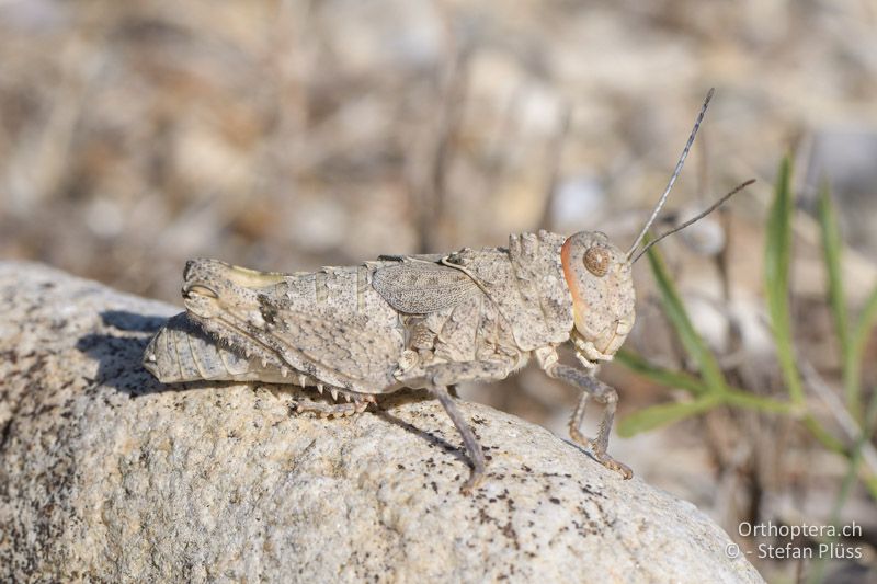 Glyphotmethis heldreichi ♀ - GR, Zentralmakedonien, Efkarpia, 05.07.2017