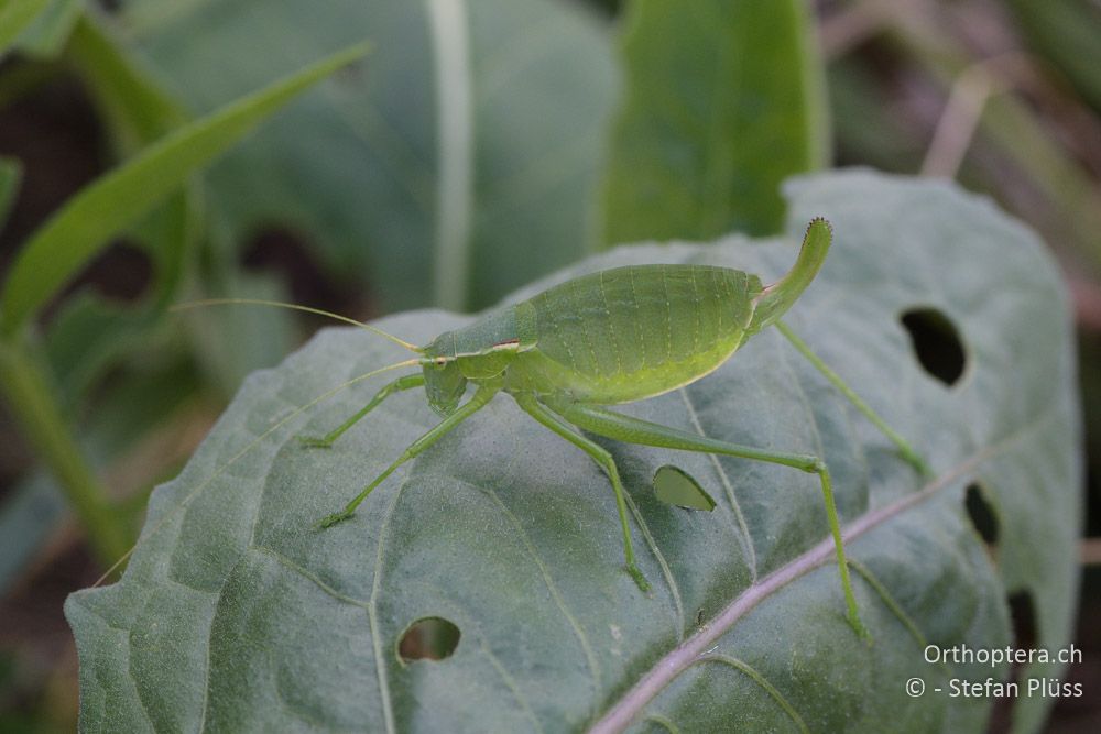 Isophya modestior ♀ - AT, Niederoesterreich, Eichkogel bei Mödling, 07.07.2018