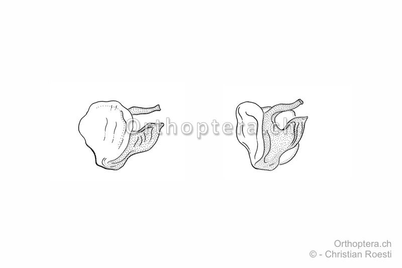 Epiphallus von der Seite (links) und leicht von hinten von Pseudomogoplistes vicentae ♂