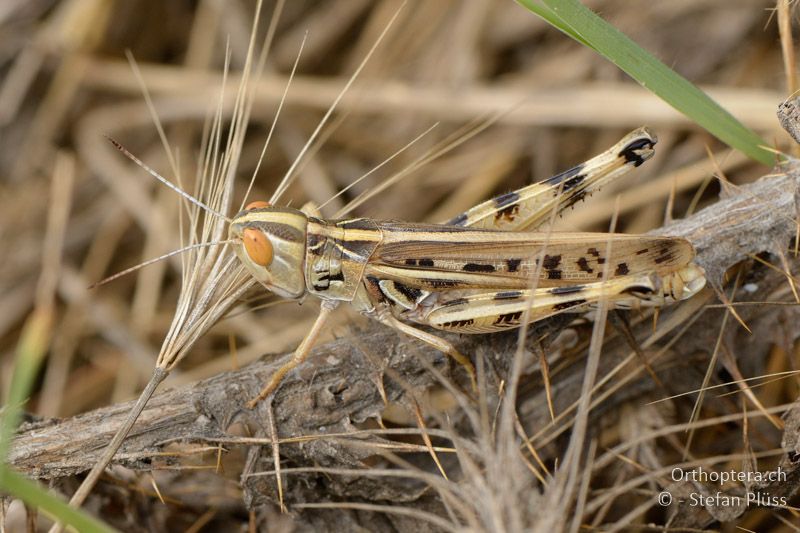 ♀ von Ramburiella turcomana - GR, Zentralmakedonien, Alistrati, 07.07.2013