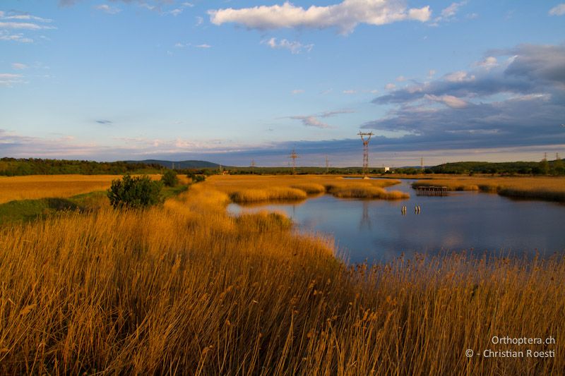 Sonnenuntergang im Naturschutzgebiet Poda bei Burgas an der Schwarzmeerküste. Während dem Durchzug übernachten hier 100te von Schafstelzen unterschiedlicher Herkunft. 26.04.2012