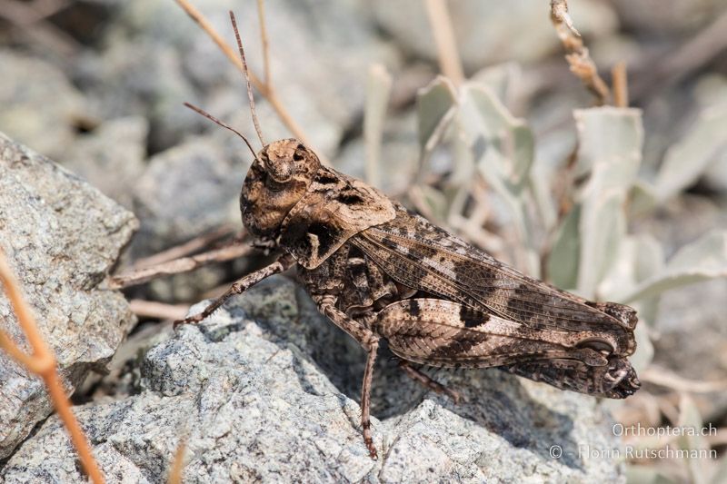 Celes variabilis ♀ - GR, Mittelgriechenland, Ypati, 14.06.2015